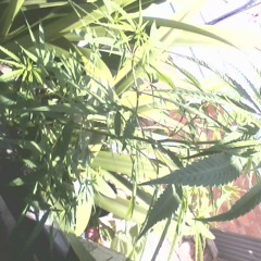 timmy - smoking at night