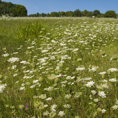 Si Ascendero In Coelum