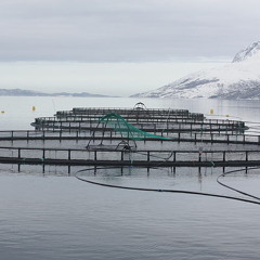 The Case Of The Chili Barbas