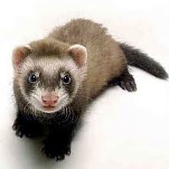 MR. FERRET AND THE PREPOSTEROUS PORCUPINE, Spoken Word (narrated by Jen Waters)