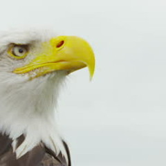 Epic Eagle (Original Mix)