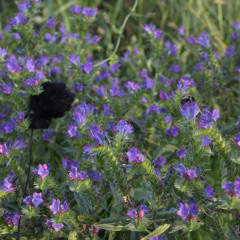 Music of bumblebees