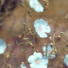 //sad_flwers.