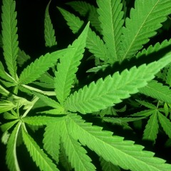 Emsee _ Man Of The Year [remix]