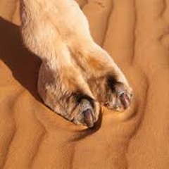 CAMEL TOE :)