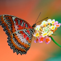 Goodbye Papillon