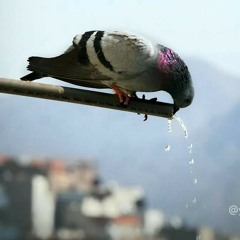 دعاء اهل غزة و الظالمين الشيخ احمد سعيد مندور