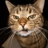 Der Kater - Taktilhypnose