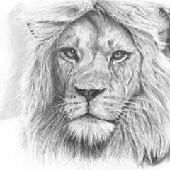 Lion And The Scouts - Bayo (Official Music Video)