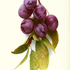 Frutos Amargos