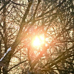 Monad - through the trees