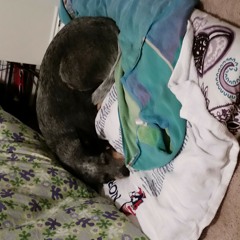 Sleeping In