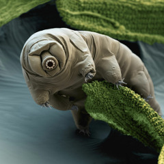 A Day in the Life of the Tardigrade