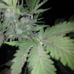 oxuc cucho mc No Entienden No Comprenden (feat.Pinguino)