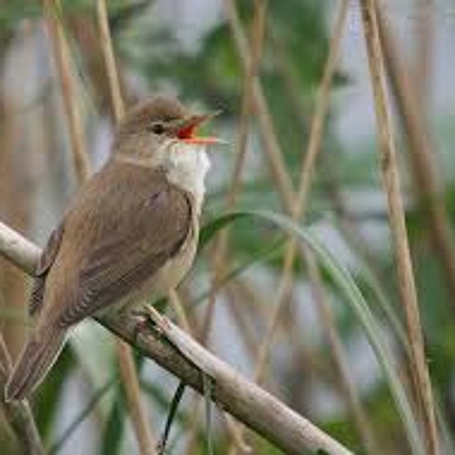 The slightly psychotic song of the chattering reedwarbler