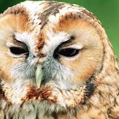 Tawny Owl melancholically hooting from a perch