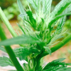 Smokin Loud, fURBALL Ft. Kenn Lo