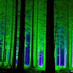 K G G - Forest