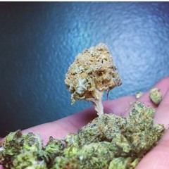 Young & Gruesm' 92 Freestyle