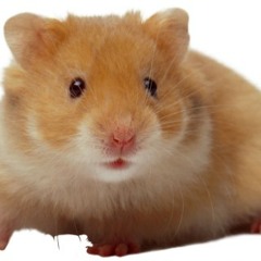 idk hamsters or something