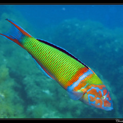 Seawatching: ecco il pesce più colorato del Mediterraneo!