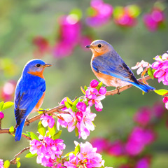 Spring
