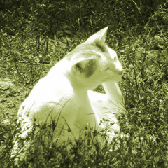 musica per la beanza della gatta bianca che si gratta