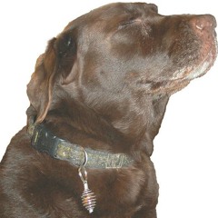 Cumming on Your Paws