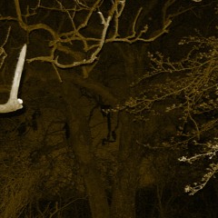 Beautiful dead thing