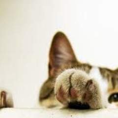 Rainbow Connection - Kermit