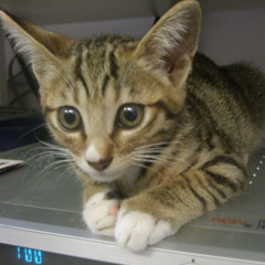 生生世世  jojo   (lazy mixing)