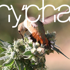 hypha - chirps