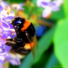 Bumble-bees ( Hypnotic soundscape by Dries Van der Haegen/ Mastered)