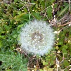 Estás son las flores que maté