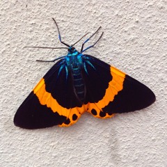 Gao Pow - Taiwan Beat