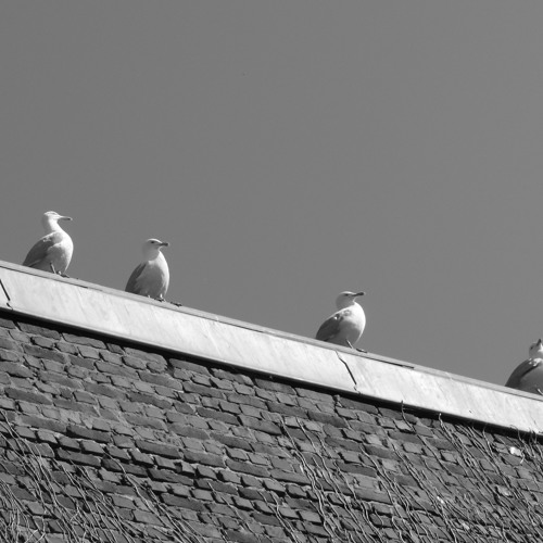 Mouette