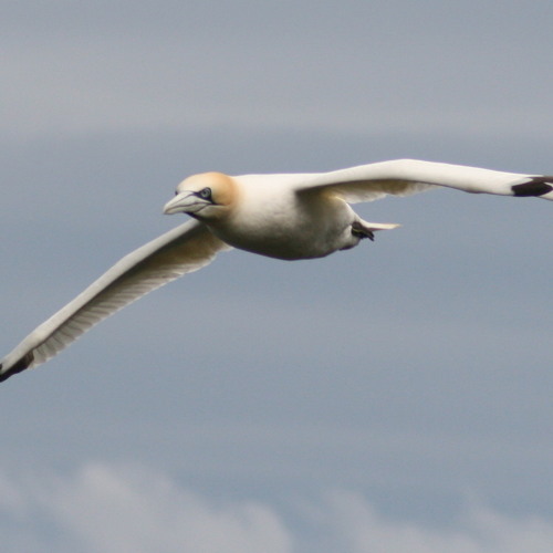The Solan Geese