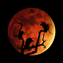 Blood Moon