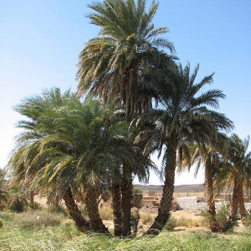Sudanese Music Selection (from Sufi to Tarab)