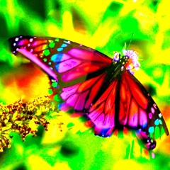 Butterflies // Crozon #2 2014