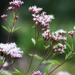 碣石調幽蘭第五 "Jieshi Diao Youlan No.5"