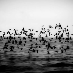 Cuassy feat Barracuda -Mi Realidad