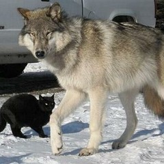 of cat and wolf (demo)