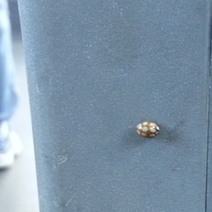 Johnny Hates Jazz, But I Don't