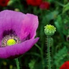 MORFINA-DJ NIGA BEATS