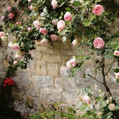 the flowers bloom פרחים פורחים