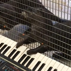 Bananas from Otter Space