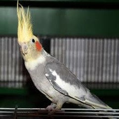 Nymphicus Hollandicus