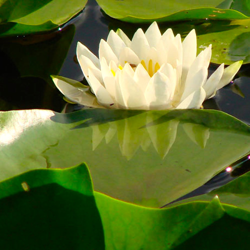 Water Lily