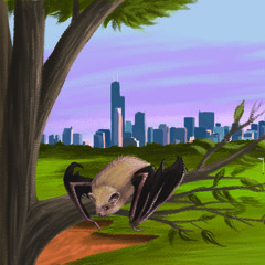 Chicago's bats and biodiversity